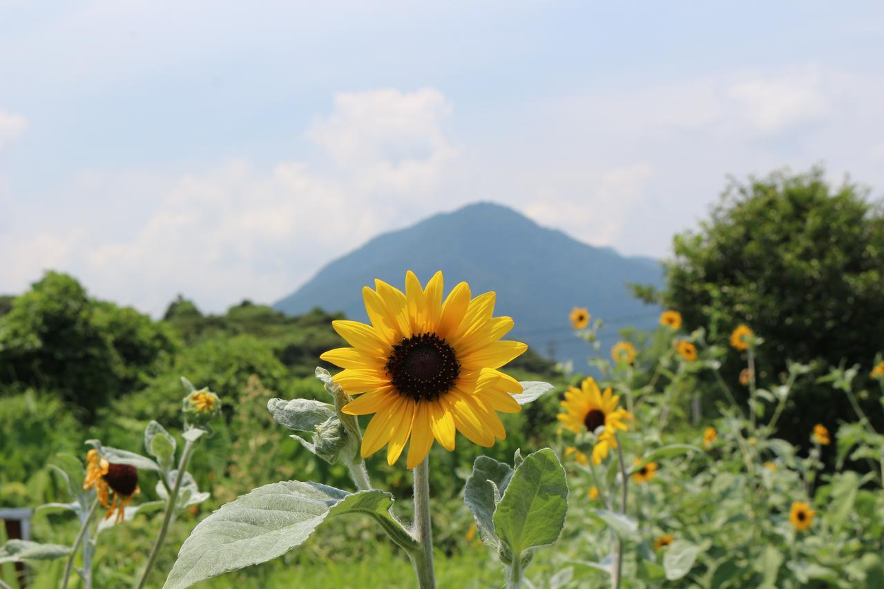Cottage Yakusugi House Yakushima  Εξωτερικό φωτογραφία
