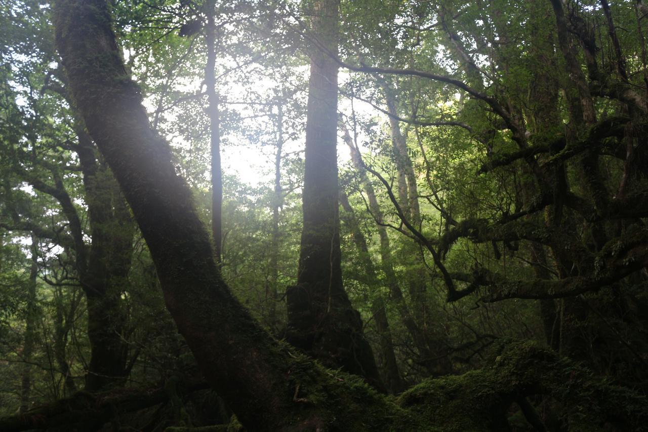Cottage Yakusugi House Yakushima  Εξωτερικό φωτογραφία