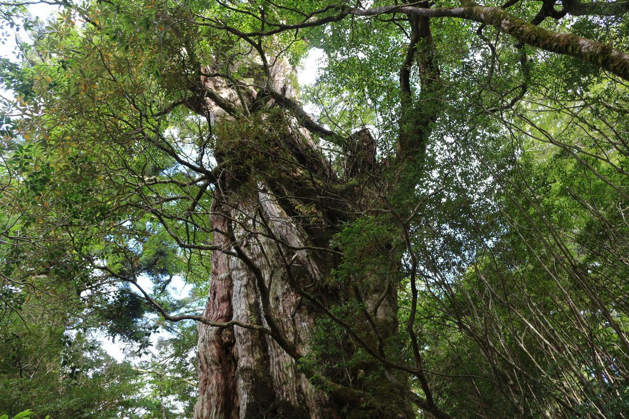 Cottage Yakusugi House Yakushima  Εξωτερικό φωτογραφία